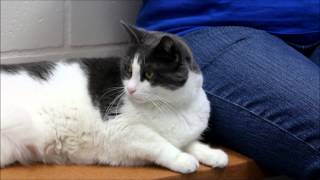Meet Pinky the cat