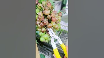 "Grape Fruit Pruning farming 🍇 | How to Get More & Better Grapes!" #fruit #grape #pruning