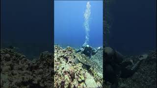 Turtles #StormRelief #RebuildTogether #HelpingHands #4k #asmr #shorts #aquarium #fun #eco #gopro