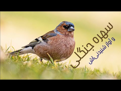 سهره جنگلی و آواز شنیدنی اش