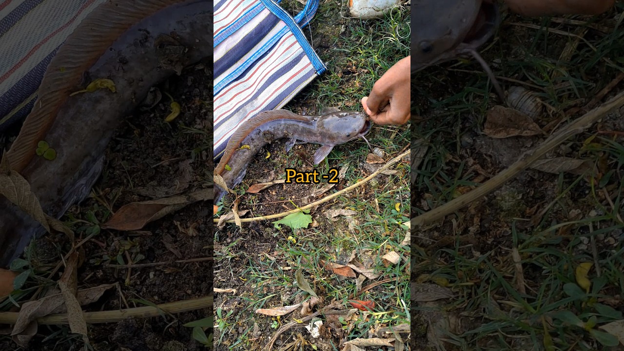 Fishing with fish in the pond part-2 