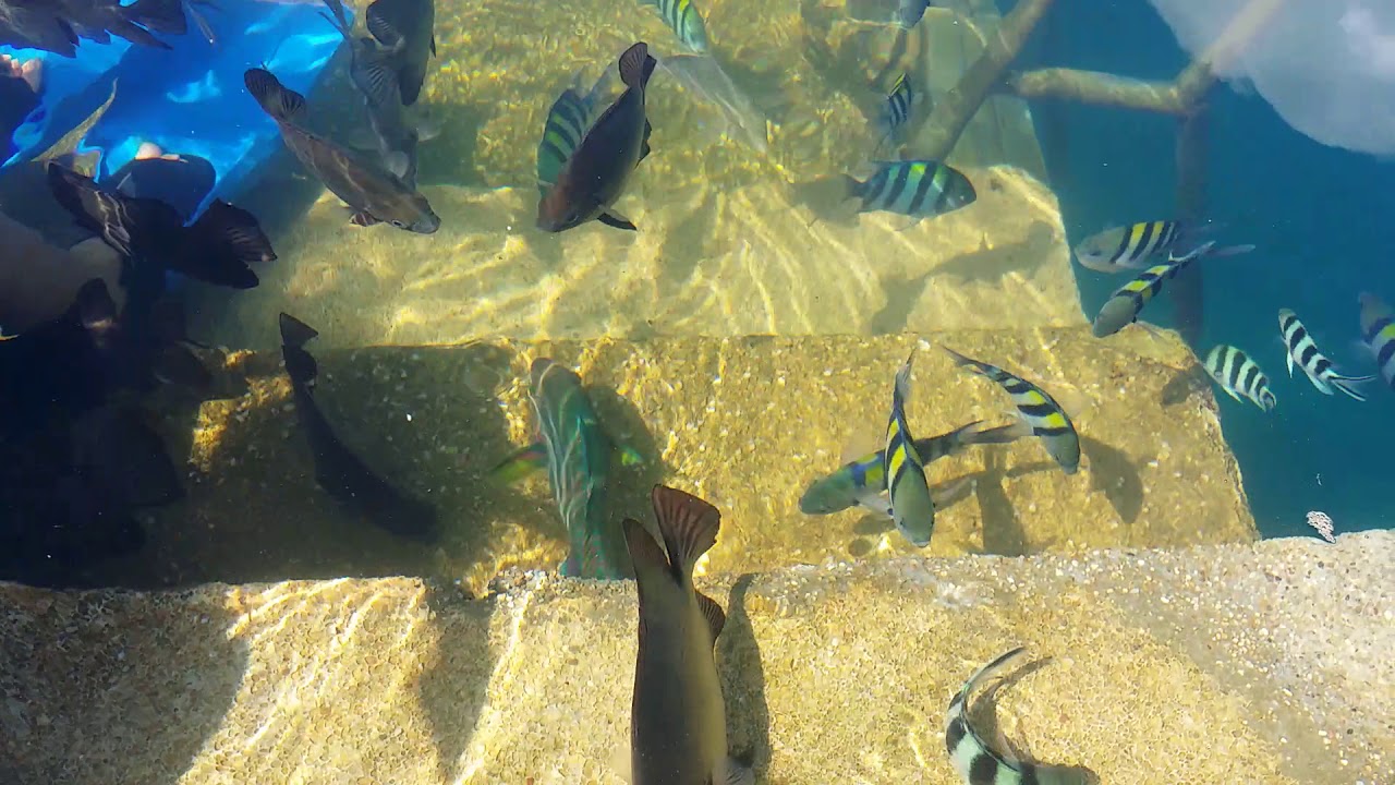 El rio y mar resort fiding rice fish.