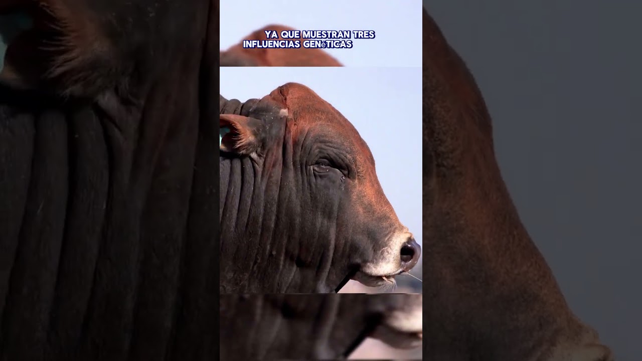 COMPOSICIÓN GENÉTICA DEL BORAN 🐂👾🤠 