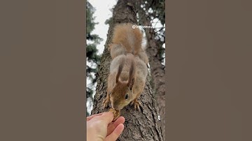 Leap by Leap – Squirrel’s Journey Down the Tree