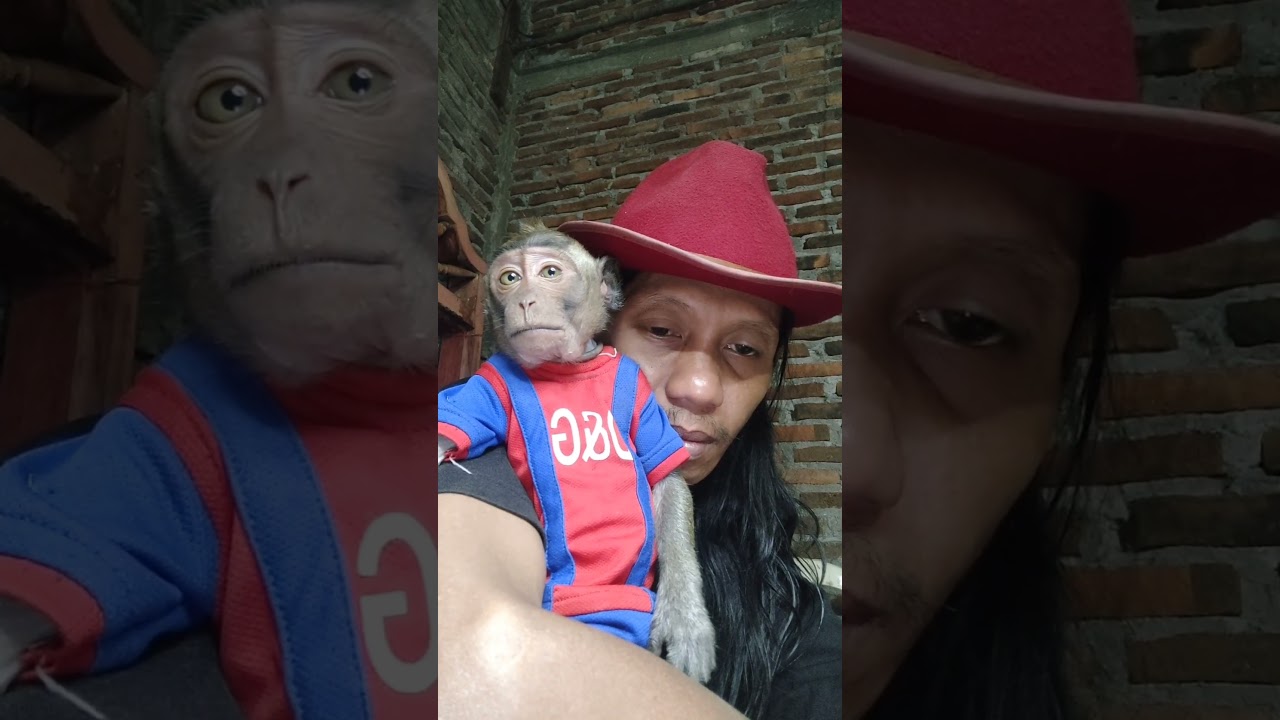 new baby monkey vidios 🐒🤣💖