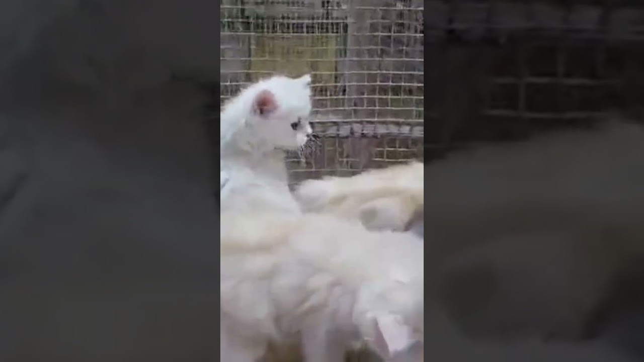 top quality Persian cat available for free 🆓🆓 