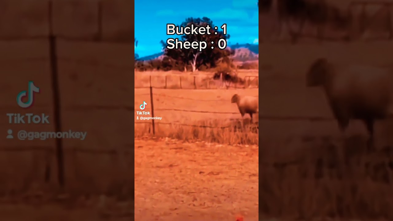 HaHaHa 🤣 Almost 🐑 