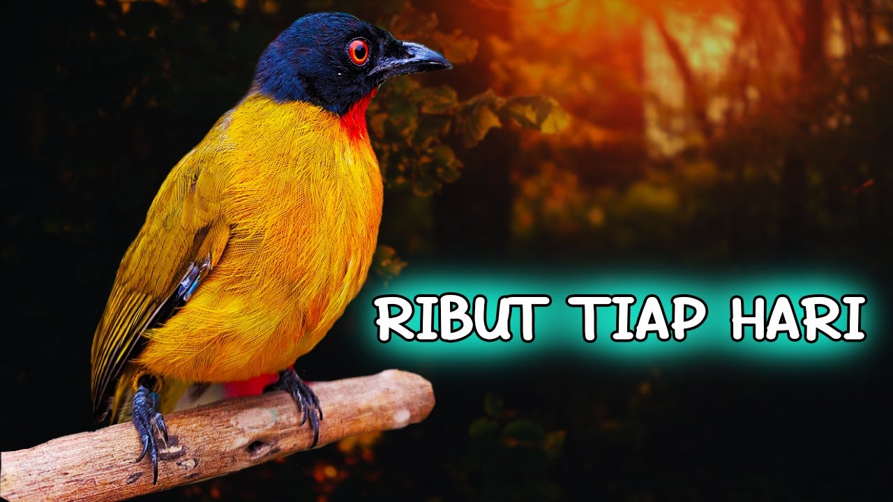 KUTILANG EMAS GACOR ISIAN MEWAH