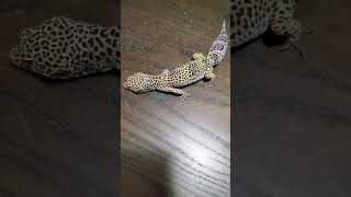 Mack Snow Leopard Gecko Female #7