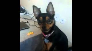 FUCK THIS SHIT IM OUT GOLDFISH