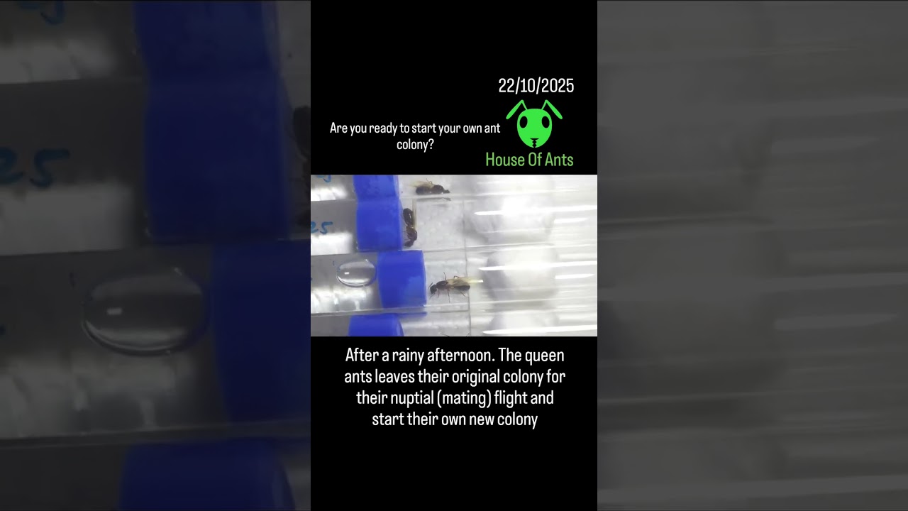 22/10/2025 Catching queen ants after their nuptial flights 