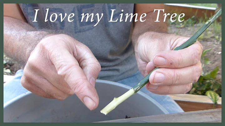 Growing Citrus From Cuttings: How To Keep A Tree You Love