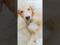 new ##🤗block jhuthi 🥺🐕🐕🐶Sari duniya Hai