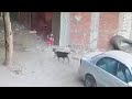 The Cat Protects Little Boy from Dog Attacking Him