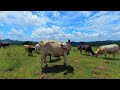 Vacas en realidad virtual | VR Experience #61