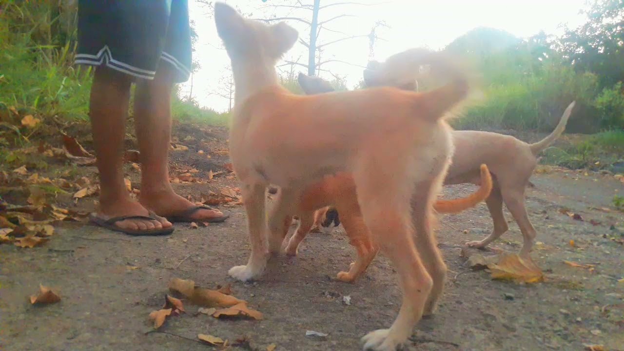 I WILL HAVE SNACKS WITH MY PET DOGS AND CATS AND  WITH A CHALLENGE. THEIR FUN AND FUNNY