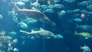 What about Shark Feeding?