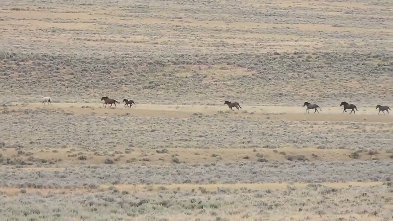 North Landers Complex, WY  BLM Wild Horse Round-Up 7/1/24 Video 15