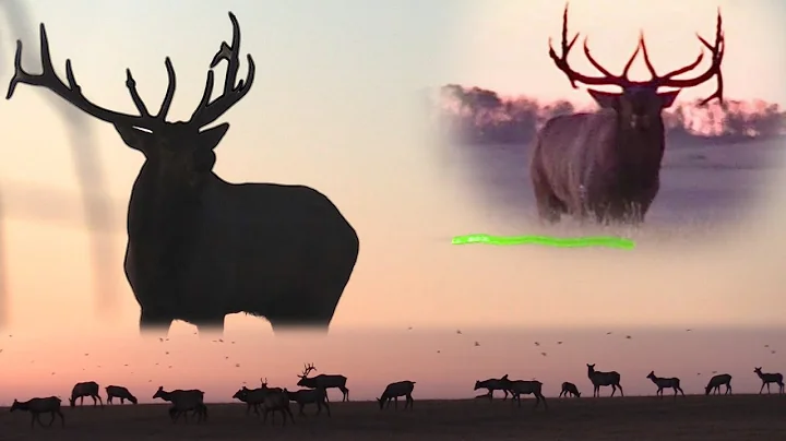 BOWHUNTING BULL ELK in ALBERTA - INCREDIBLE RUT AC...