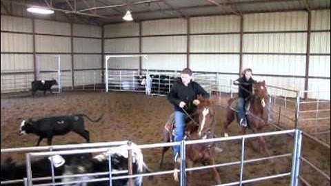 Ole Colonel Jackie - sorting 1 - Valley View Ranch