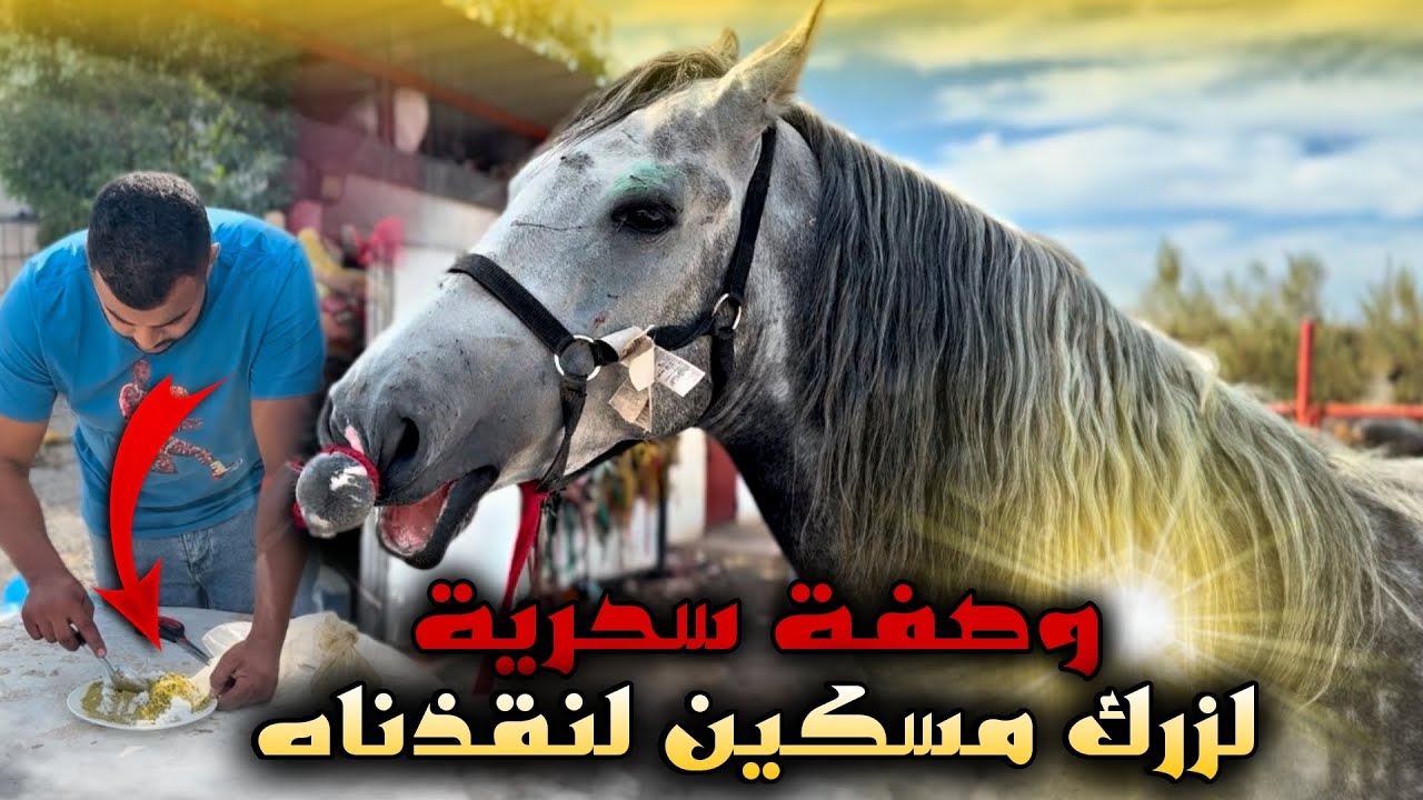 🚨درت وصـفة سـحـرية لحصان زرك لنقذناه من الجزار 😢💔واليوم غاذي شوفوا النتيجة😱…