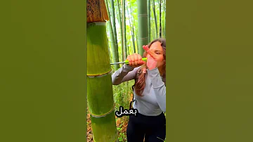 كيف تعيش في الغابة بدون ماء 