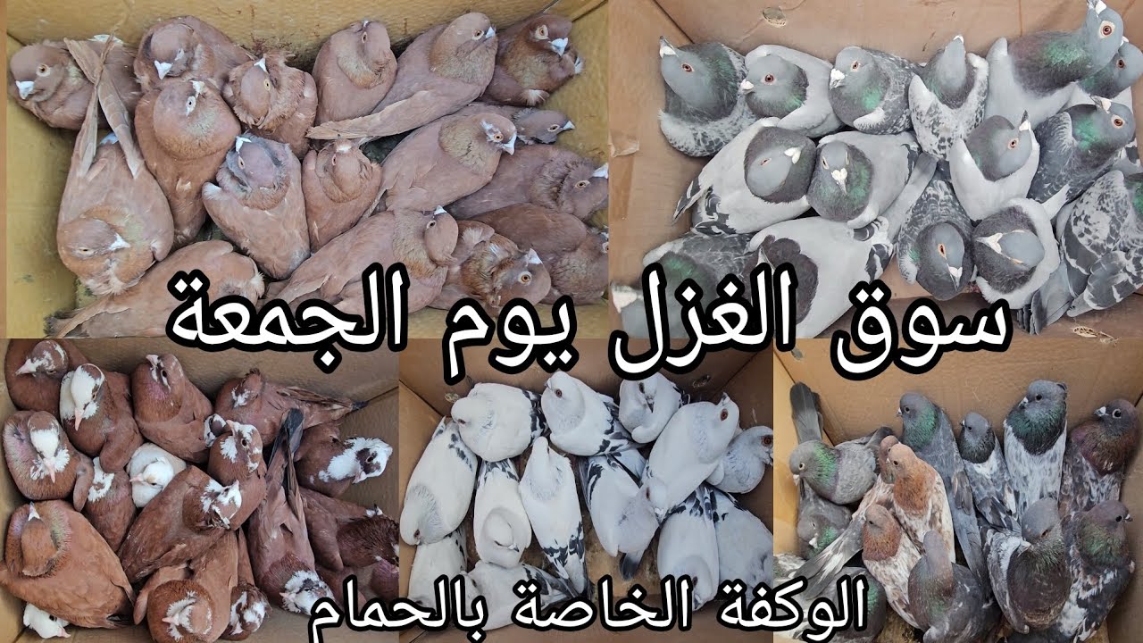 سوق الغزل يوم الجمعة الوكفة الخاصة بالحمام مطيار وحمام زينة انواع كثيرة/ 2024/2/23