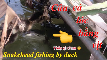 Câu cá lóc bằng vịt, câu bầy lòng ròng đỏ nước trong thấy cá lóc táp