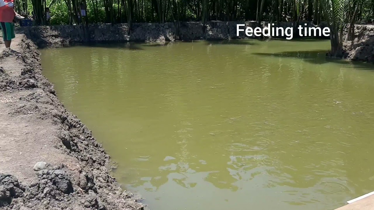 Tilapia Feeding Tateh Pre Starter 1 YouTube tilapia-feeding-tateh-pre-starter-1-youtube