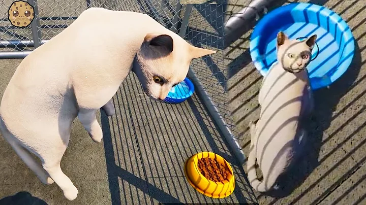 New Cats at the Shelter ( Animal Shelter Pet Sim ) - DayDayNews