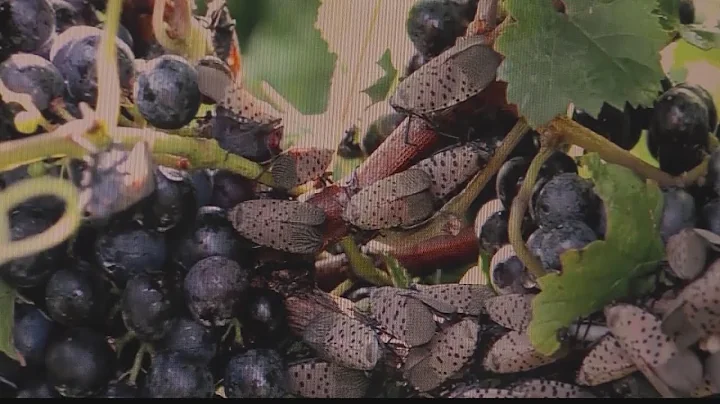 Counties added to spotted lanternfly quarantine