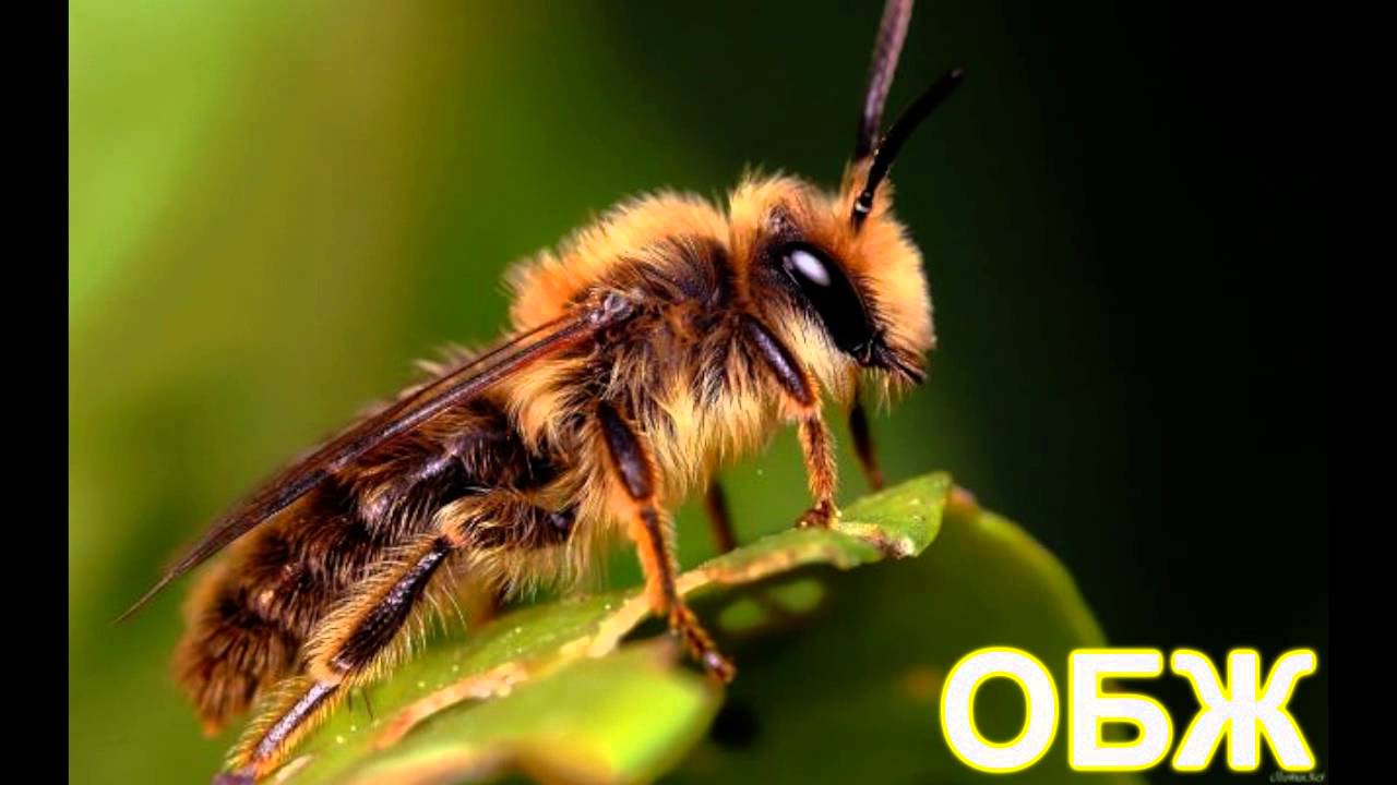 Укусы животных, змей, насекомых Укусы животных, змей, насекомых
