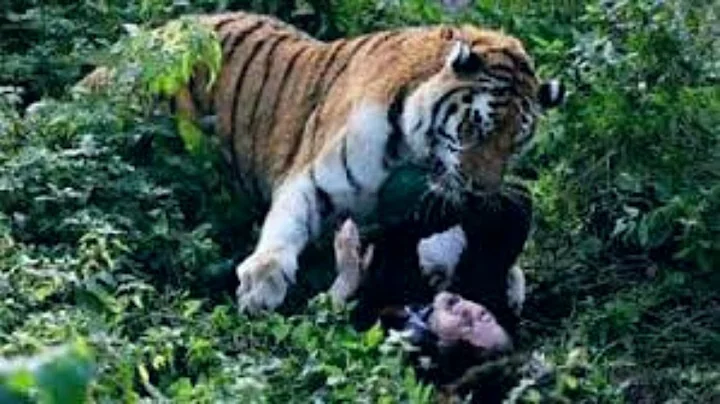 Video 1670681: bengal tiger, african lion, big cat attack