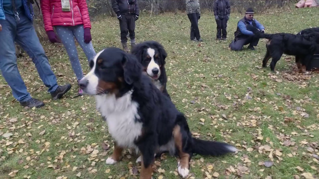 bernese mountain dog playing