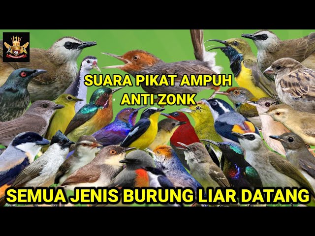 SUARA PIKAT SEMUA JENIS BURUNG KECIL #MASTERANBURUNGRENCEKAN TERAMPUH class=