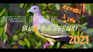 SUARA PIKAT BURUNG PUNAI