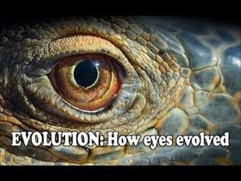The Evolution of Eyes still