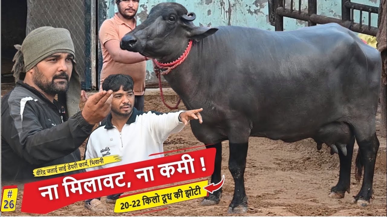 ना मिलावट, न कमी ! 20-22 किलो दूध की झोटी - VIRENDER JATAI, BHIWANI