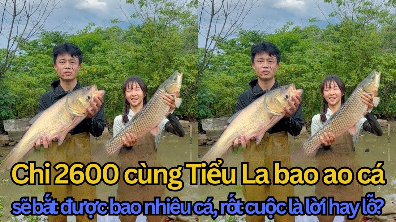 Chi 2600 Tệ Bao Ao Cá, Ảo Muội và Tiểu Tiểu La Chung Vốn, Lỗ Vốn Tiền Cá và Màn Gỡ Gạc Ngoạn Mục