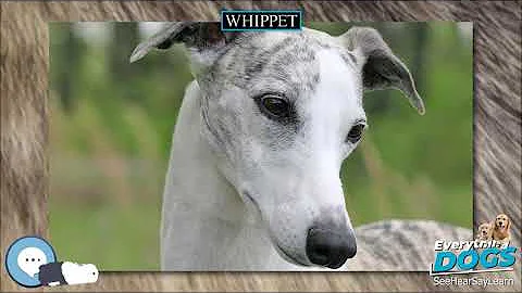 Whippet 🐶🐾 Everything Dog Breeds 🐾🐶