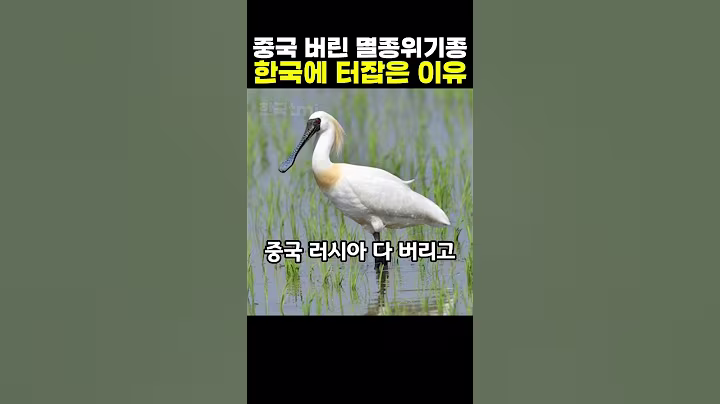 멸종위기종 새가 중국 러시아 버리고 한국에만 몰린 이유, 세계가 놀란 한국의 클라스
