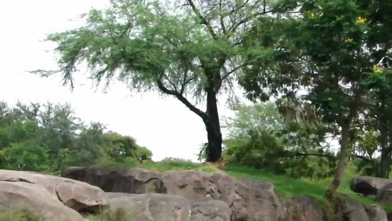 Disney World - Animal Kingdom 3 - YouTube