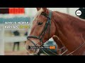 Melbourne Cup Horse Deaths: The Cruel Truth About Horse Racing