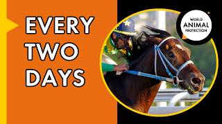 Melbourne Cup Horse Deaths: The Cruel Truth About Horse Racing