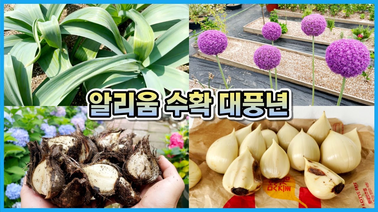 알리움 구근심고 수확까지 9개월의 성장기!! 알리움 구근(추식구근) 수확 후 관리&보관법!!
