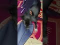 My n****** cookie 🐶 || Dog pet || #gamingmood #trend #youtubeshorts #petlover #enjoyment