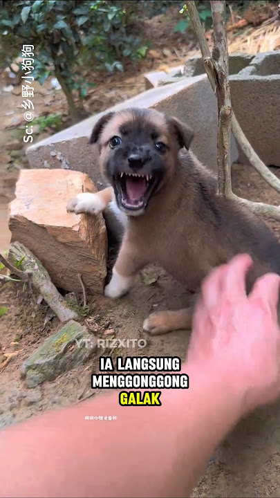 This fierce puppy immediately calmed down when given milk.