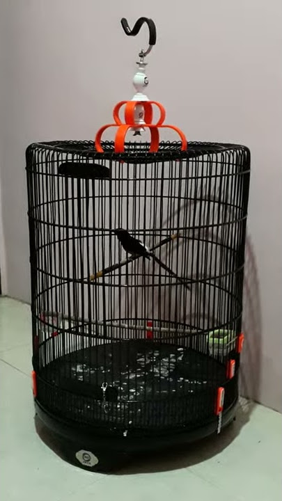 MURAI BATU NAGASEWU🐉 (Bossman Tiger - Tiger Birdfarm Bengkulu)