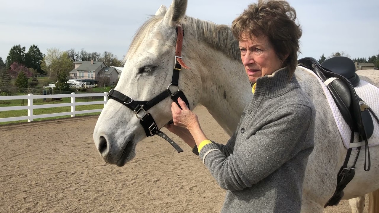 How To Fit The Cavesson Halter