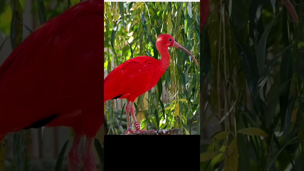 Rare Bird in The World || Wildlife